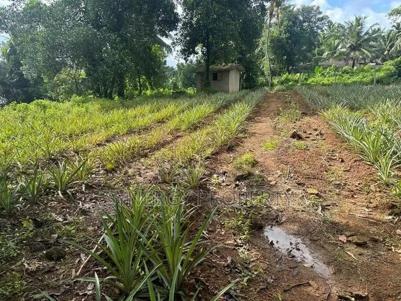 82 Perch Land For Sale Near Dimo Junction Biyagama(LA-GAMBG-159)