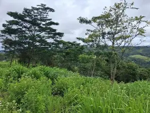 Land for Sale Pussellawa