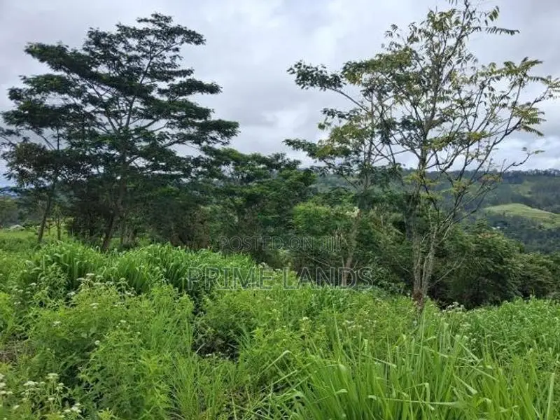Land for Sale Pussellawa