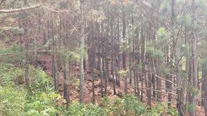 Land for sale in Ella