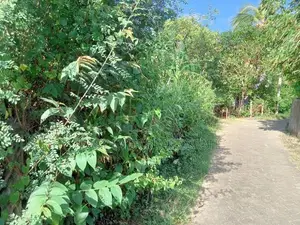 බෙලිඅත්ත නගරයෙන් ප්‍රධාන පාර පේන දුරින් වටිනා ඉඩමක්