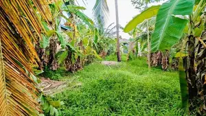 ගනේමුල්ල බොල්ලත ඉඩම් කැබලි දෙකක්