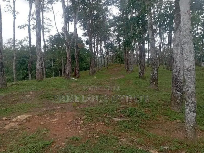 වටිනා ඉඩමක් හොරන බැල්ලපිටිය ප්‍රබුද්ධගම බස් මාර්ගයට ඇවිදින දුරින්