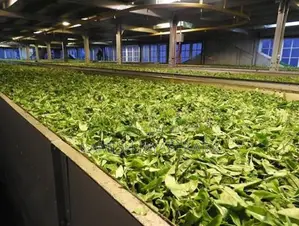 Tea Factory for Rent Matara