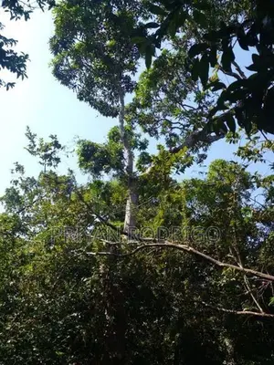 Beliatta, 534 Perches of land for immediate Sale