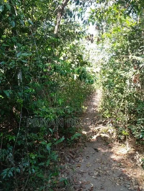 Beliatta, 534 Perches of land for immediate Sale