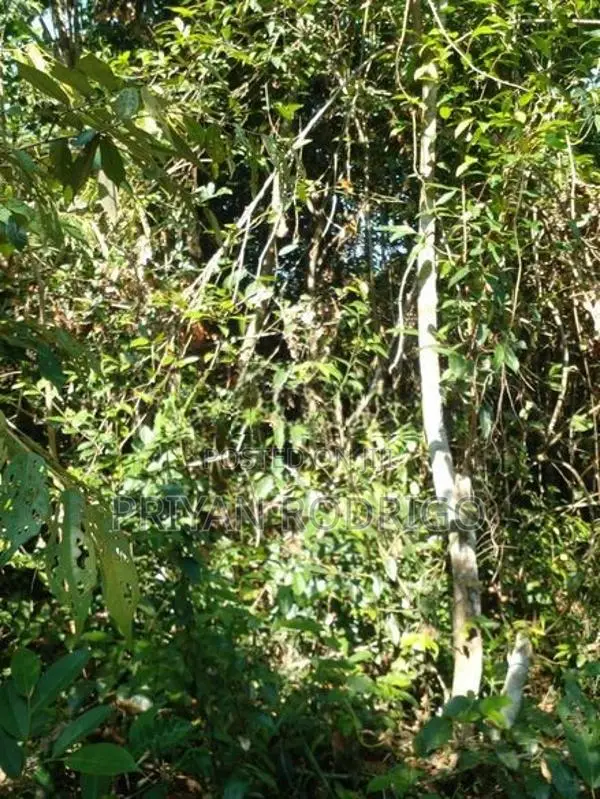 Beliatta, 534 Perches of land for immediate Sale