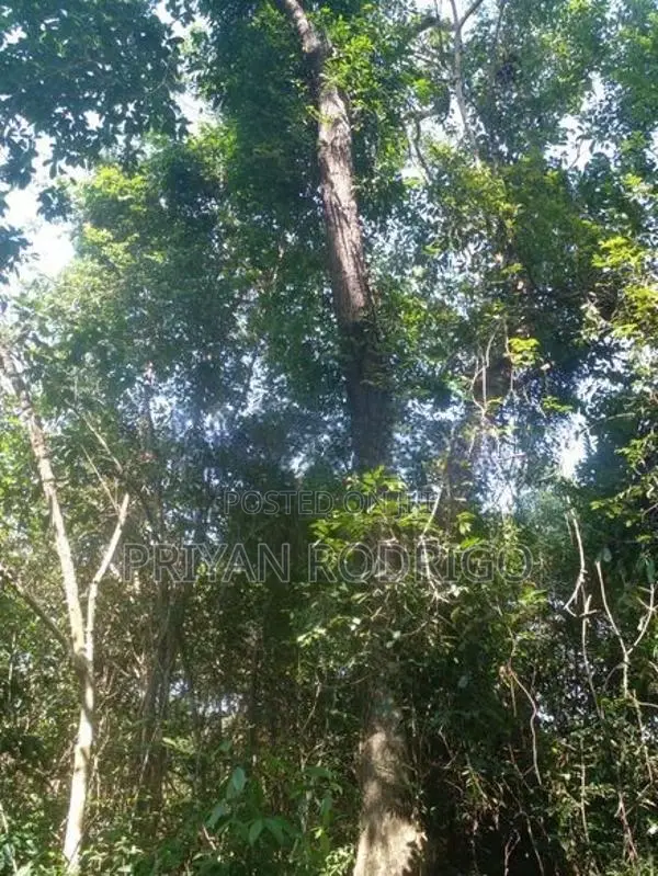 Beliatta, 534 Perches of land for immediate Sale
