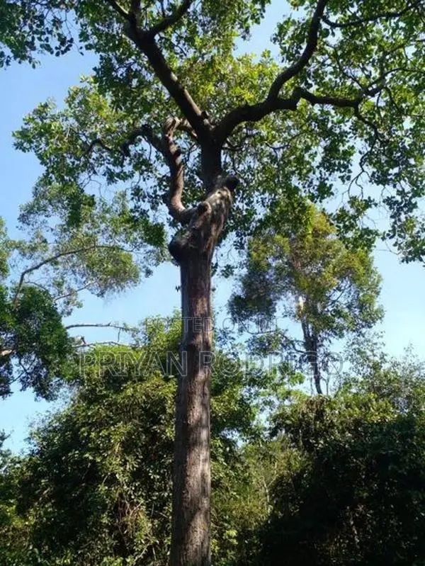 Beliatta, 534 Perches of land for immediate Sale