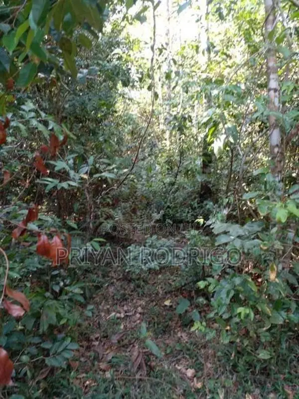 Beliatta, 534 Perches of land for immediate Sale