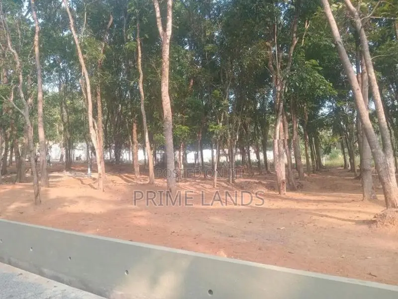 කහතුඩුවෙන් මහෝගනී වත්තක්