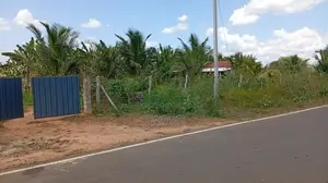 Coconut Land with Dairy Farm-Embilipitiya