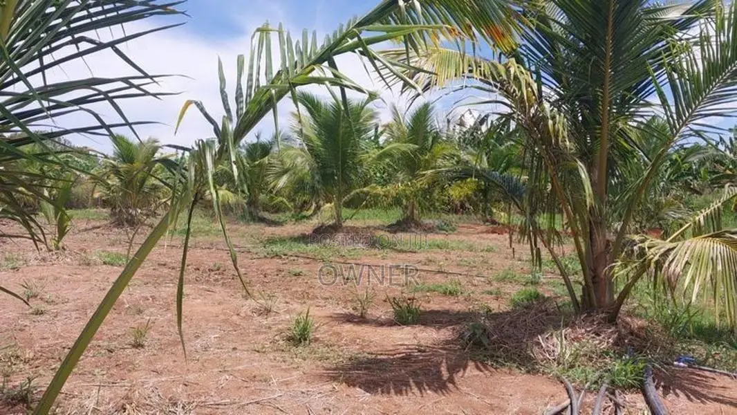 Coconut Land with Dairy Farm-Embilipitiya