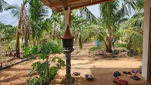 Coconut Land with Dairy Farm-Embilipitiya