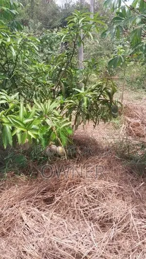 Coconut Land with Dairy Farm-Embilipitiya