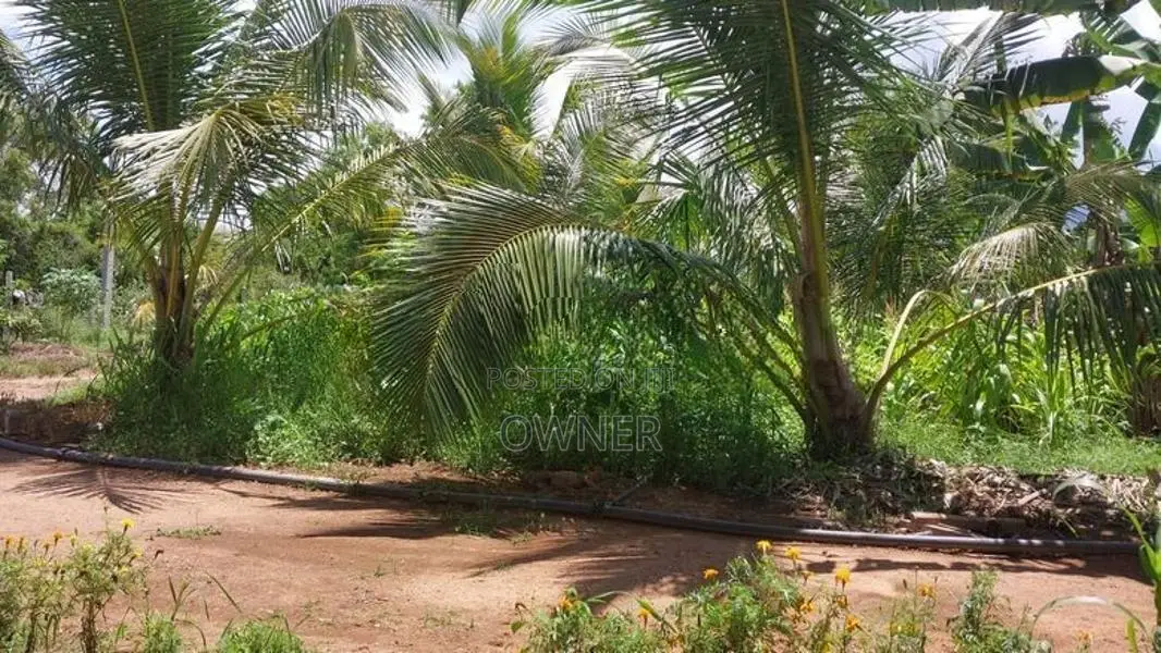 Coconut Land with Dairy Farm-Embilipitiya