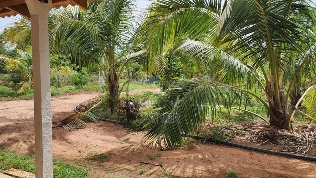 Coconut Land with Dairy Farm-Embilipitiya