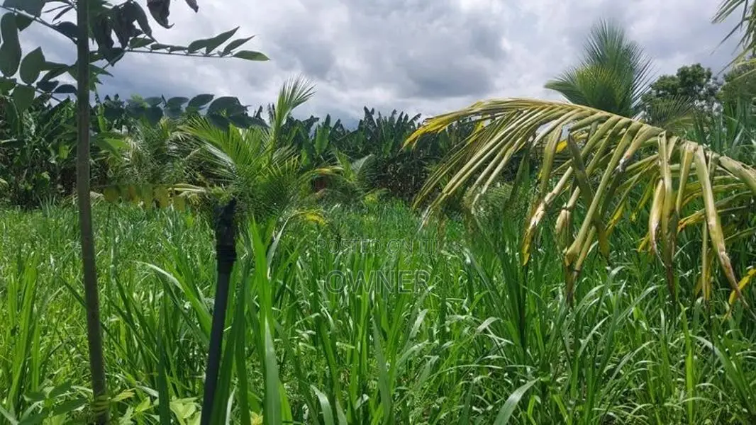 Coconut Land with Dairy Farm-Embilipitiya