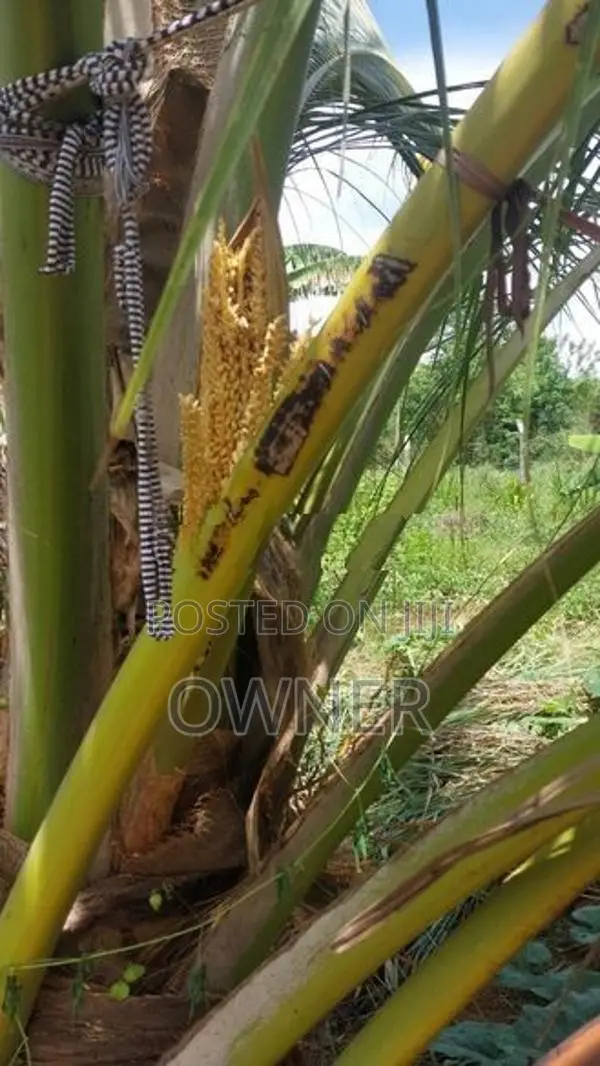 Coconut Land with Dairy Farm-Embilipitiya