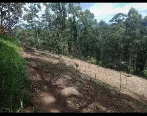 Land For Sale Boralanda