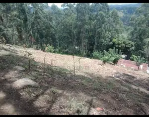 Land For Sale Boralanda