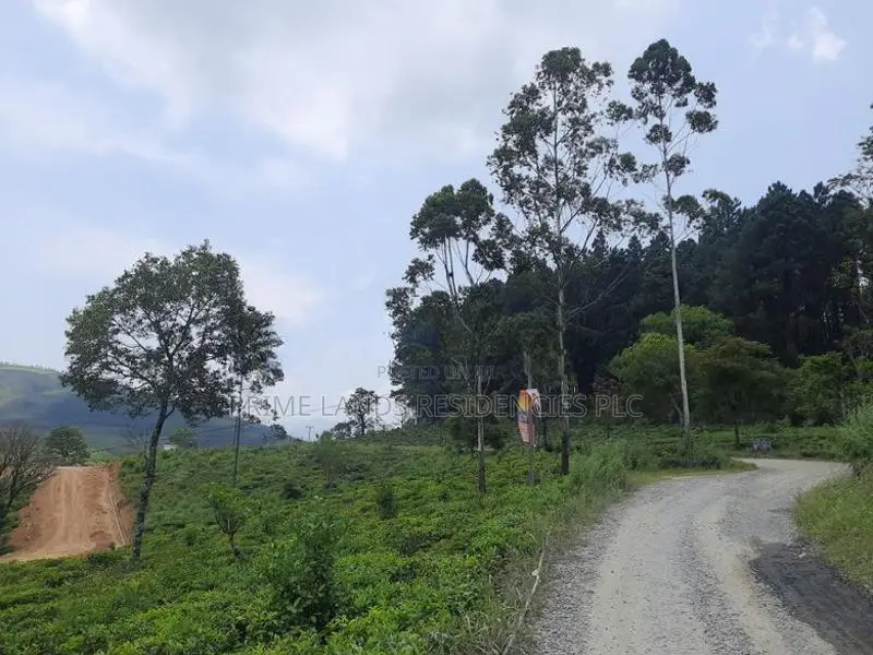 Mountain view land for sale in Ramboda