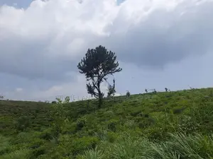 Mountain view land for sale in Ramboda