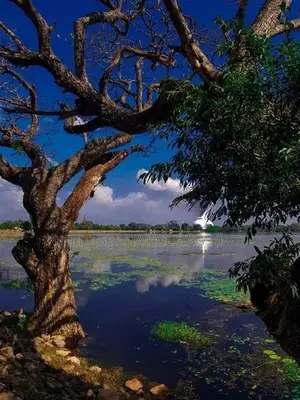 අනුරාධපුර පූජා භූමියට ළගින්ම පදිංචියට ඉඩමක්