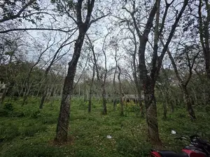 Incredible 300-Perch Property in Homagama