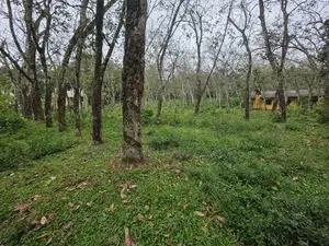 Incredible 300-Perch Property in Homagama