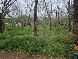 Incredible 300-Perch Property in Homagama