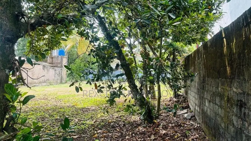 bear land