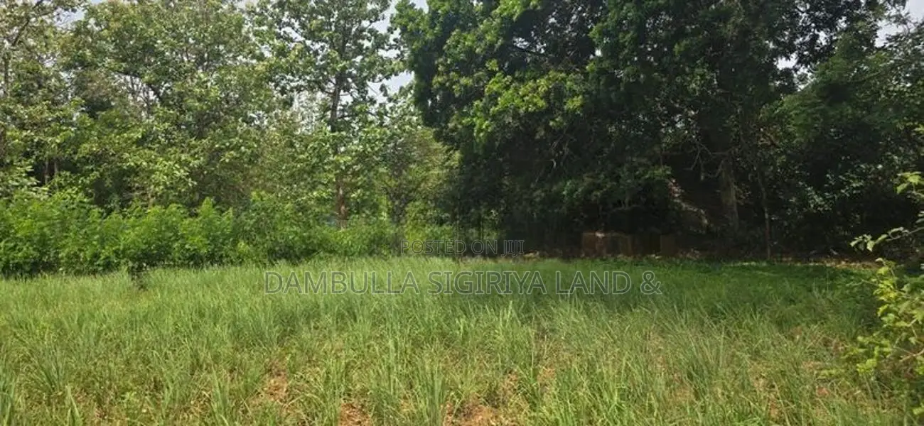 දඹුල්ලෙන් වටිනා ඉඩමක් විකිණීමට - Land for Sale in Dambulla
