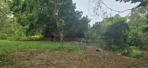 Land for Sale in Dambulla - දඹුල්ලෙන් වටිනා ඉඩමක් විකිණීමට