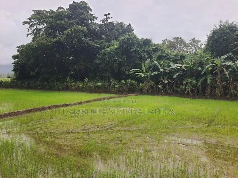 Land for Sale in Dambulla - දඹුල්ලෙන් ඉඩමක් විකිණීමට
