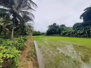 Land for Sale in Dambulla - දඹුල්ලෙන් ඉඩමක් විකිණීමට