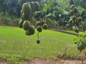 Land for Sale in Dambulla - දඹුල්ලෙන් ඉඩමක් විකිණීමට