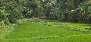 Land for Sale in Dambulla - දඹුල්ලෙන් ඉඩමක් විකිණීමට