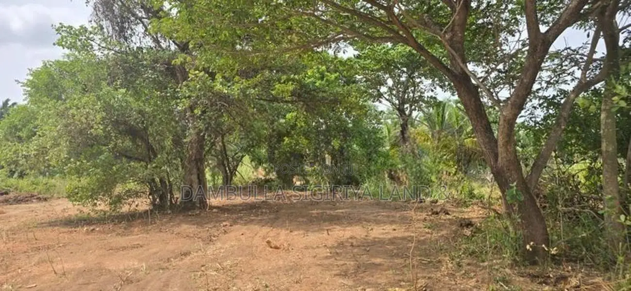 Land for Sale in Dambulla - දඹුල්ලෙන් ඉඩමක් විකිණීමට