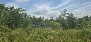 දඹුල්ලෙන් ඉඩමක් විකිණීමට - Land for Sale in Dambulla