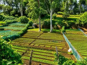 Commercial Land for Sale in Nuwara Eliya