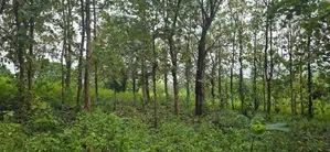 දඹුල්ලේන් අනර්ග ඉඩමක් විකිණීමට - Land for sale in Dambulla