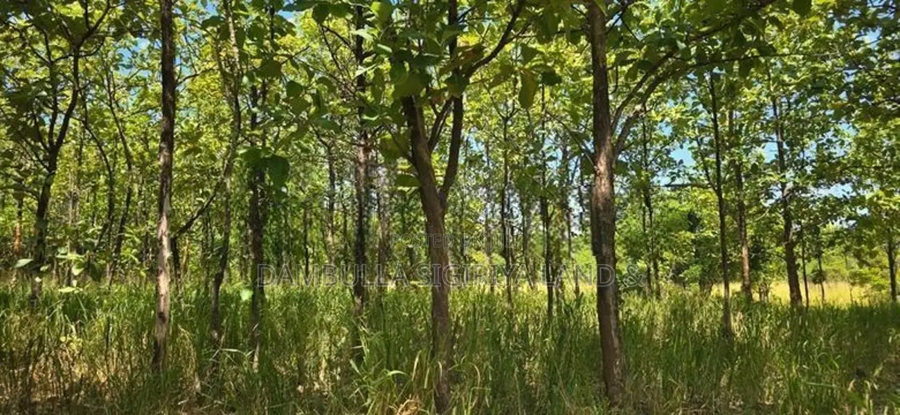 Land for Sale in Dambulla