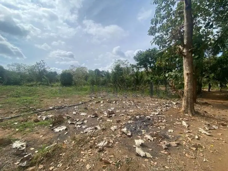 දඹුල්ලෙන් අනර්ග ඉඩමක් විකිණීමට - Land for Sale in Dambulla
