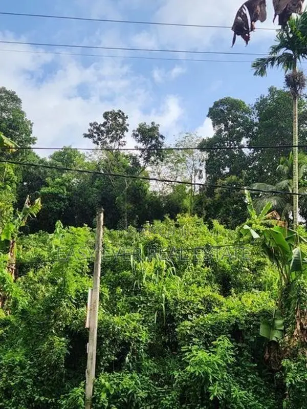 තෝලංගමුව ආදායම් ලබන කුරුඳු වගාවක් සමඟ වටිනා ආයෝජන අවස්ථාවක්!