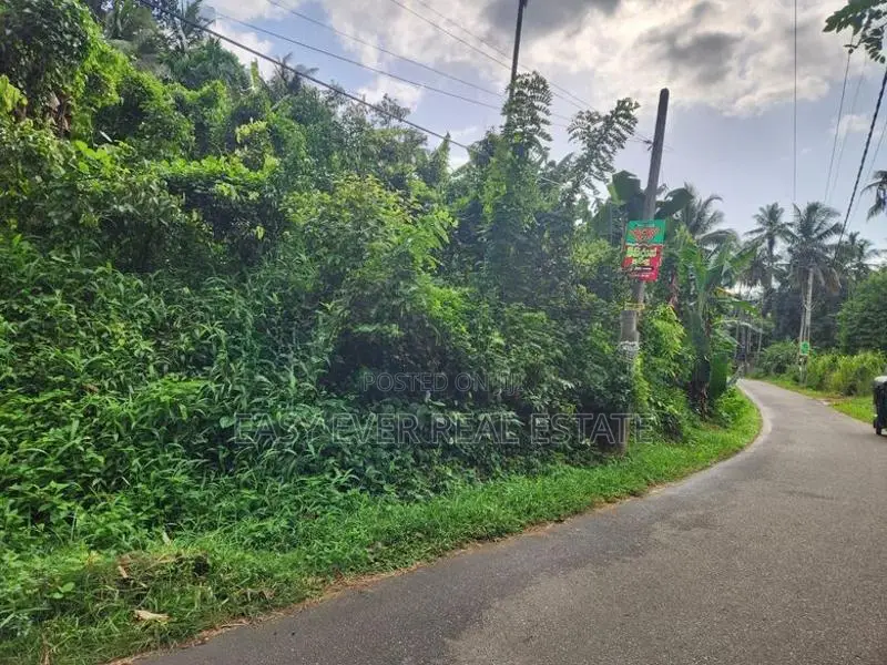 තෝලංගමුව ආදායම් ලබන කුරුඳු වගාවක් සමඟ වටිනා ආයෝජන අවස්ථාවක්!