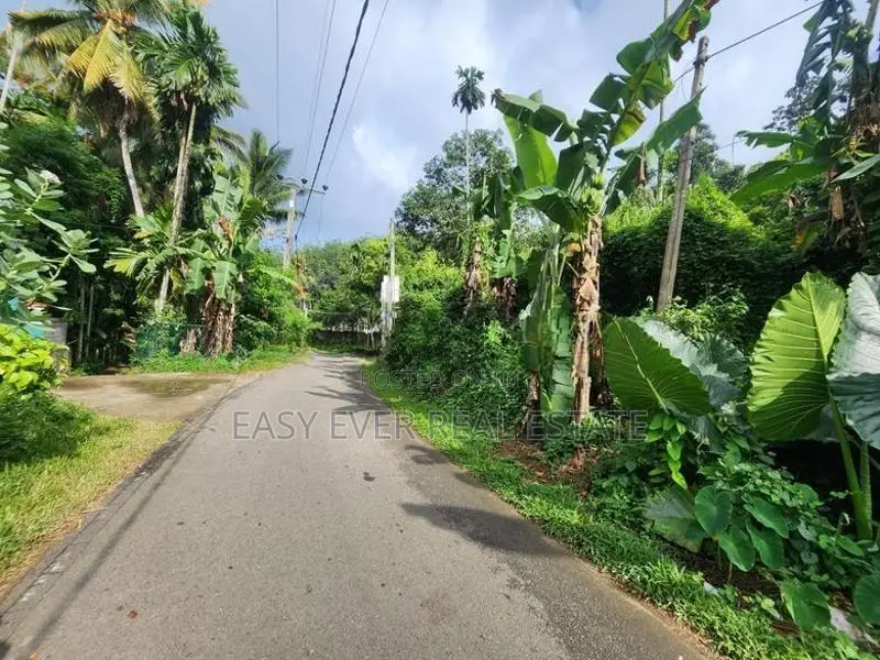තෝලංගමුව ආදායම් ලබන කුරුඳු වගාවක් සමඟ වටිනා ආයෝජන අවස්ථාවක්!