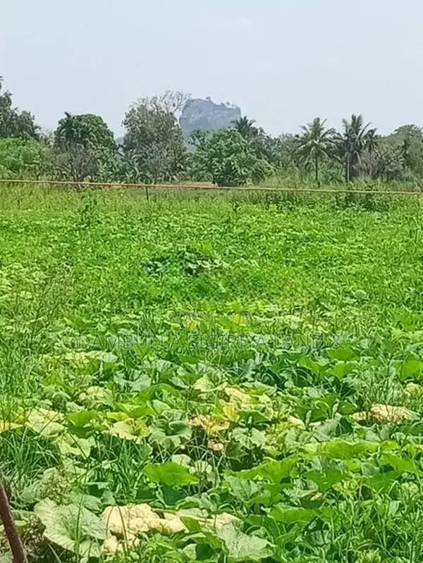 Land for sale in Sigiriya - සීගිරියෙන් ඉඩමක් විකිණීමට
