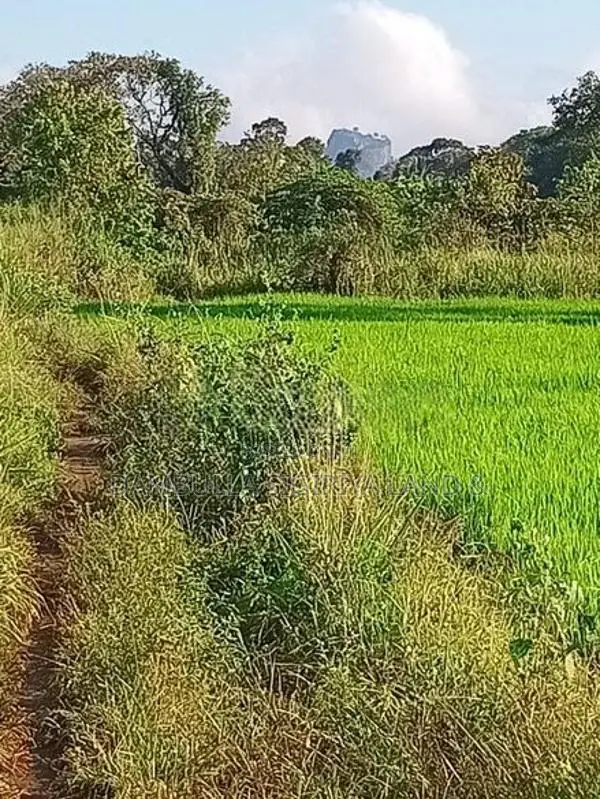 Land for sale in Sigiriya - සීගිරියෙන් ඉඩමක් විකිණීමට