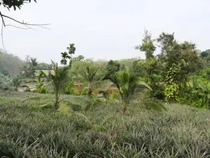 Land for Sale in Thawalgoda
